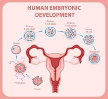 développement embryonnaire humain en infographie humaine vecteur