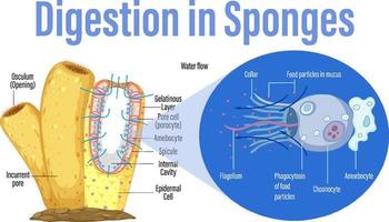 schéma montrant la digestion dans les éponges vecteur
