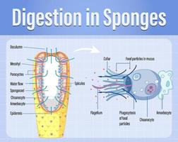 schéma montrant la digestion dans les éponges vecteur