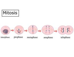 les quatre phases de mitose.prophase, métaphase, anaphase et télophase.illustration vectorielle infographique. vecteur