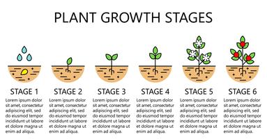 Stades de croissance des plantes infographiques. Icônes d&#39;art au trait. Modèle d&#39;instruction de plantation. Illustration de style linéaire isolé sur blanc. Planter des fruits, processus de légumes. Style de design plat. vecteur