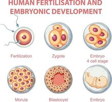 fécondation humaine et développement embryonnaire en infographie humaine vecteur