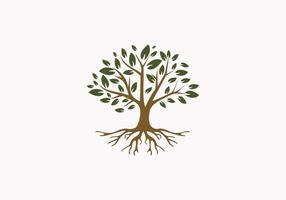 arbre de vie doré sceau sceau emblème chêne banyan érable logo design vecteur