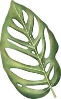 feuille de monstère tropicale verte. plante tropicale. illustration aquarelle peinte à la main isolée sur blanc. vecteur