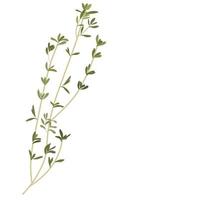 illustration de stock de vecteur de thym. une branche verte de thym. isolé sur fond blanc. plante. épice d'herbes provençales. assaisonnement.