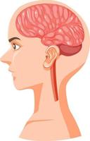 section de tête humaine avec cerveau vecteur
