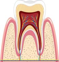 Anatomie des dents dans la gencive sur fond blanc vecteur