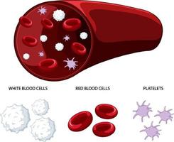 type de cellules sanguines humaines sur fond blanc vecteur