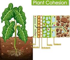 diagramme montrant la cohésion des plantes vecteur