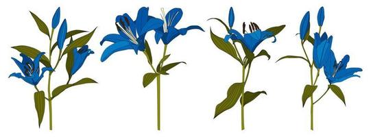 ensemble de vecteur de fleur de lys bleu dessiné main isolé
