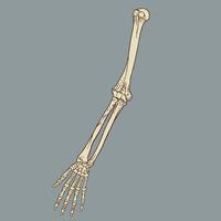 Vecteur de squelette de l&#39;avant-bras humain