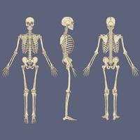 Vecteur graphique squelette humain