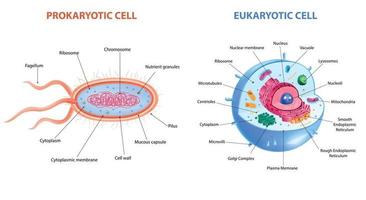 anatomie réaliste des cellules vecteur