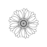 fleur de tête de marguerite à pétales ouverts. dessins de botanique florale. dessin au trait noir et blanc. fond floral abstrait. marguerite gerbera. élément d'esquisse pour la conception. vecteur