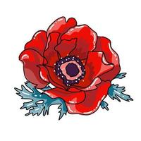 illustration vectorielle de coquelicot rouge avec des feuilles. seule fleur en fleurs gros plan. fleur dessinée à la main réaliste. objet de design floral. été, signe de printemps, symbole de croquis décrit. vecteur
