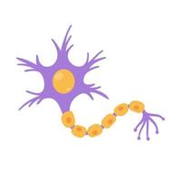 modèle de neurone sensoriel humain pour les études de biologie vecteur