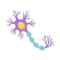 modèle de neurone sensoriel humain pour les études de biologie vecteur