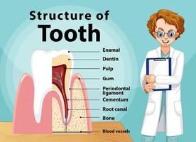 infographie de l'homme dans la structure de la dent vecteur