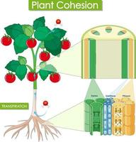 diagramme montrant la cohésion des plantes vecteur