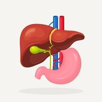 estomac, icône du foie isolé sur fond blanc. vésicule biliaire, aorte, veine porte, conduit hépatique. anatomie des sciences médicales. organe interne humain. système digestif. conception plate de vecteur