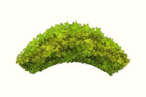 illustration vectorielle de buissons verts.