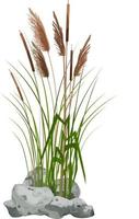 roseau dessiné à la main ou herbe de pampa entourée de pierres grises. silhouette de canne sur fond blanc. bordure ou cadre de plantes vertes. vecteur