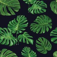 modèle sans couture de feuilles fond vectoriel d'arbres tropicaux de monstera.