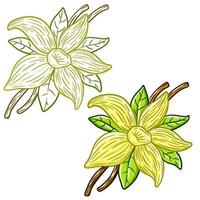 fleur de vanille. pétales blancs et feuilles vertes. vecteur