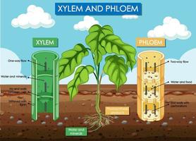 schéma montrant le xylème et le phloème vecteur