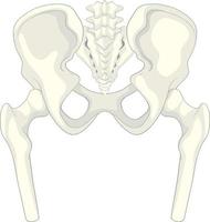 Anatomie du bassin humain sur fond blanc vecteur