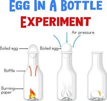 schéma montrant une expérience avec des œufs vecteur