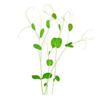 illustration vectorielle de germes de pois . micro-vert. plantes légumineuses. pousses germées avec des feuilles vertes. gros plan.isolé sur fond blanc. vecteur