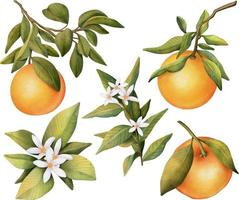 ensemble dessiné à la main de branches d'oranger en fleurs à l'aquarelle, de fleurs et d'orange, illustration isolée sur fond blanc