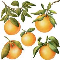 ensemble dessiné à la main de branches d'orangers en fleurs à l'aquarelle et orange, illustration isolée sur fond blanc