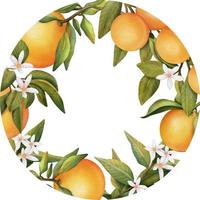 cadre rond de branches d'orangers en fleurs à l'aquarelle dessinées à la main, fleurs et oranges, illustration isolée sur fond blanc vecteur