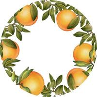 cadre rond de branches d'orangers en fleurs à l'aquarelle dessinées à la main, fleurs et oranges, illustration isolée sur fond blanc vecteur