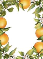cadre de branches d'oranger en fleurs à l'aquarelle dessinées à la main, fleurs et orange, illustration isolée sur fond blanc vecteur