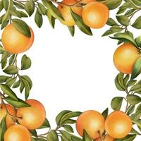 cadre de branches d'orangers en fleurs à l'aquarelle dessinées à la main et orange, illustration isolée sur fond blanc