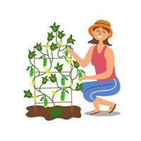 le jardinier récupère les concombres cultivés du jardin. jardiner sur un terrain personnel. cultiver des légumes sains. maison mini serre moderne. illustration vectorielle modifiable vecteur