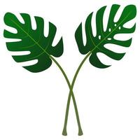 feuille de monstera isolée. vecteur