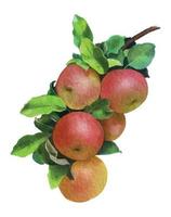 peinture numérique de style aquarelle avec vecteur de pommes rouges isolé sur fond blanc.