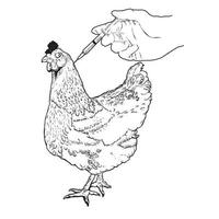 illustration dessinée à la main de poulet. coq poule coq volaille volaille vaccination poulet illustration vectorielle avec dessin de texte sur blanc vecteur