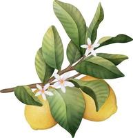 branche aquarelle dessinée à la main avec des citrons, des fleurs et des feuilles vertes vecteur