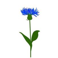 illustration de stock de vecteur de bleuet. fleur de prairie bleue. une plante de champ. isolé sur fond blanc.