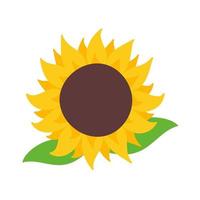 tournesols jaunes en fleurs remplis de graines de tournesol à l'intérieur pour décorer des cartes de bienvenue vecteur