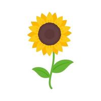 tournesols jaunes en fleurs remplis de graines de tournesol à l'intérieur pour décorer des cartes de bienvenue vecteur