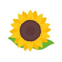 tournesols jaunes en fleurs remplis de graines de tournesol à l'intérieur pour décorer des cartes de bienvenue vecteur