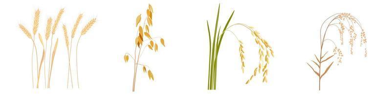 céréales, avoine, blé, riz, illustration vectorielle de millet. un ensemble de plants de céréales panifiables. isolé sur fond blanc. vecteur