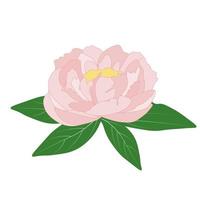 illustration vectorielle de pivoines roses. un bouton floral avec des feuilles vertes. isolé sur fond blanc. vecteur