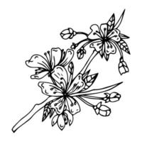 icône de doodle de fleur de sakura. ligne arrière isolée sur blanc. dessin floral de contour d'une ligne. illustration vectorielle vecteur